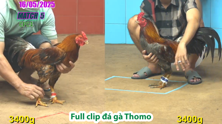CPC4-TRẬN 5 | đá gà Thomo | 16/05/2025