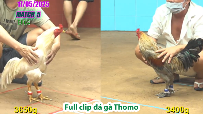 CPC4-TRẬN 5 | đá gà Thomo | 17/05/2025