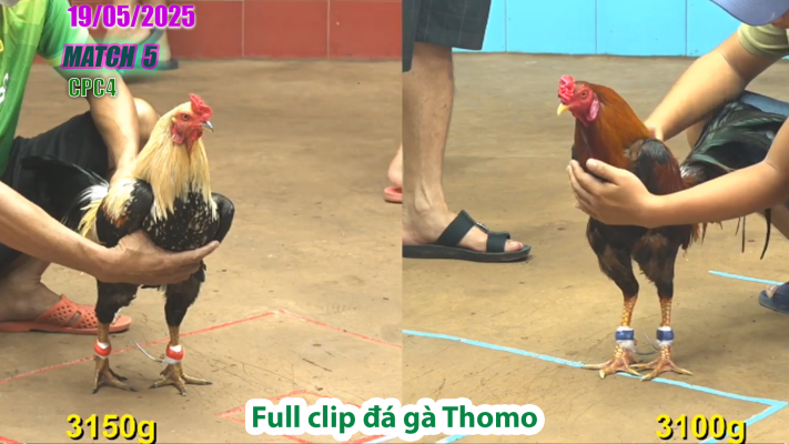 CPC4-TRẬN 5 | đá gà Thomo | 19/05/2025