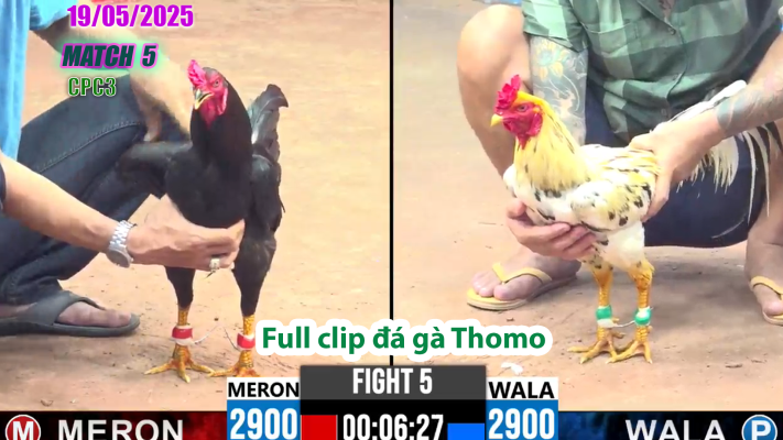 CPC3-TRẬN 5 | đá gà Thomo | 19/05/2025