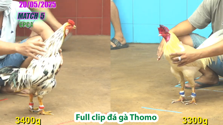 CPC4-TRẬN 5 | đá gà Thomo | 20/05/2025