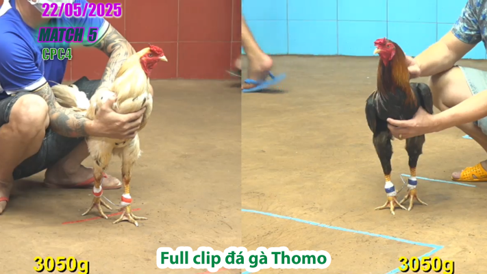 CPC4-TRẬN 5 | đá gà Thomo | 22/05/2025