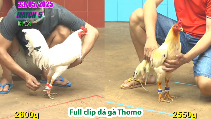 CPC4-TRẬN 5 | đá gà Thomo | 23/05/2025