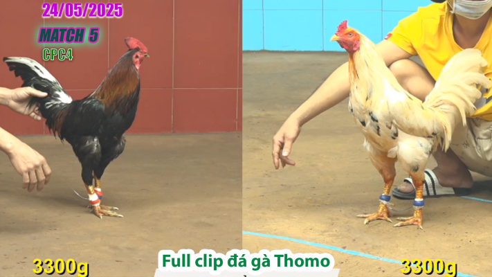 CPC4-TRẬN 5 | đá gà Thomo | 24/05/2025
