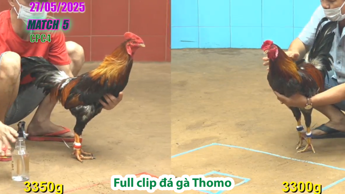 CPC4-TRẬN 5 | đá gà Thomo | 27/05/2025