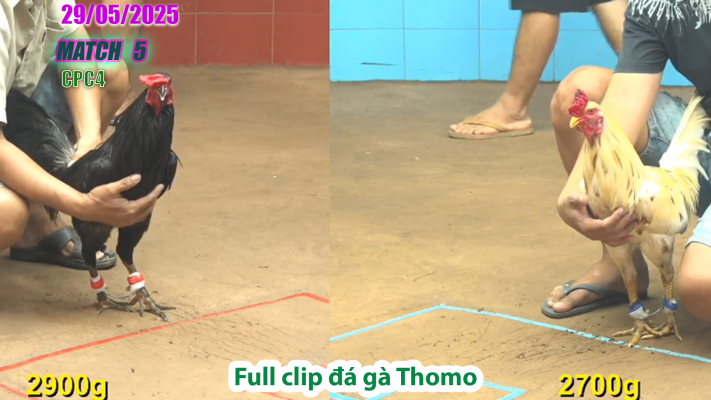 CPC4-TRẬN 5 | đá gà Thomo | 29/05/2025