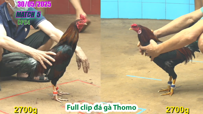 CPC4-TRẬN 5 | đá gà Thomo | 30/05/2025