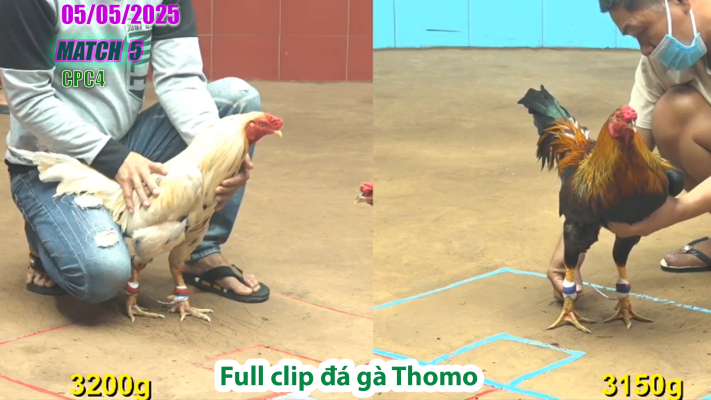 CPC4-TRẬN 5 | đá gà Thomo | 05/05/2025