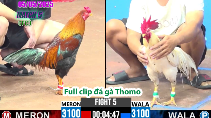 CPC3-TRẬN 5 | đá gà Thomo | 05/05/2025