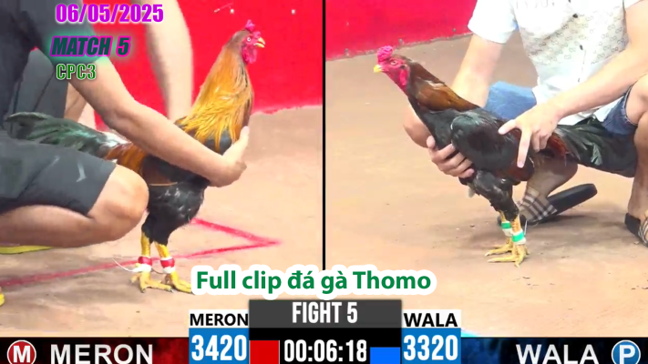 CPC3-TRẬN 5 | đá gà Thomo | 06/05/2025
