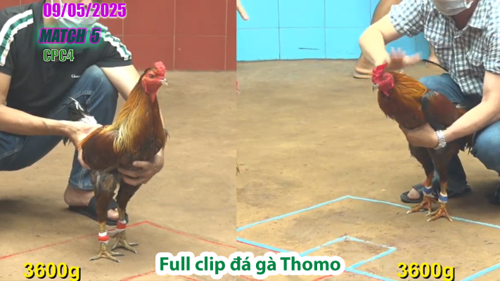 CPC4-TRẬN 5 | đá gà Thomo | 09/05/2025