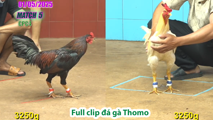 CPC4-TRẬN 5 | đá gà Thomo | 01/05/2025