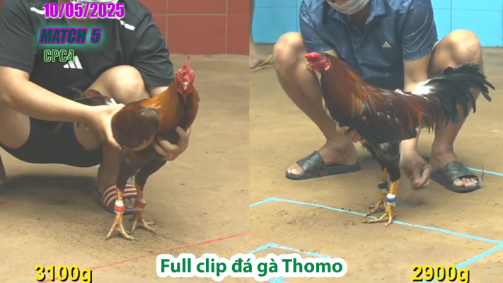 CPC4-TRẬN 5 | đá gà Thomo | 10/05/2025