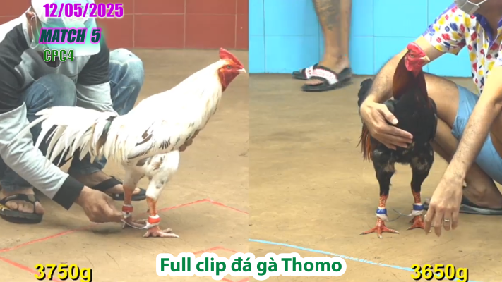 CPC4-TRẬN 5 | đá gà Thomo | 12/05/2025