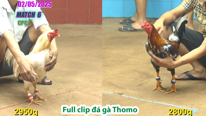 CPC4-TRẬN 6 | đá gà Thomo | 02/05/2025