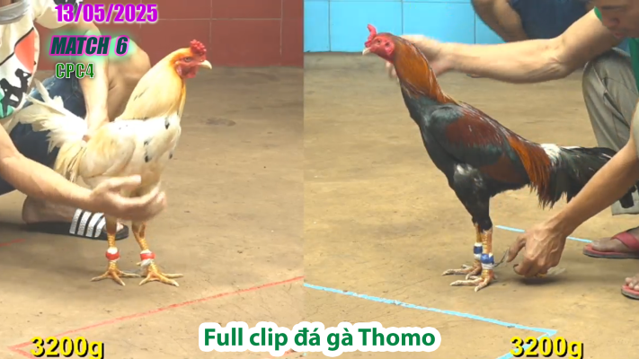 CPC4-TRẬN 6 | đá gà Thomo | 13/05/2025