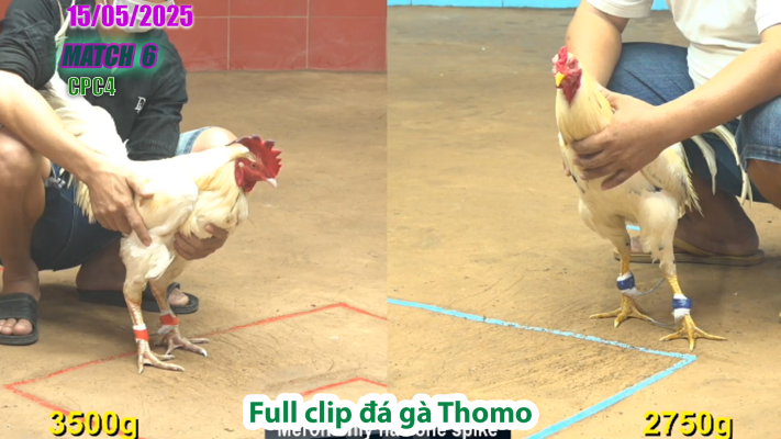 CPC4-TRẬN 6 | đá gà Thomo | 15/05/2025