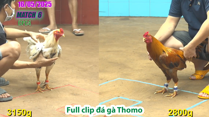 CPC4-TRẬN 6 | đá gà Thomo | 16/05/2025