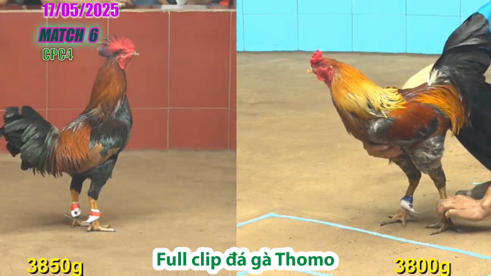 CPC4-TRẬN 6 | đá gà Thomo | 17/05/2025