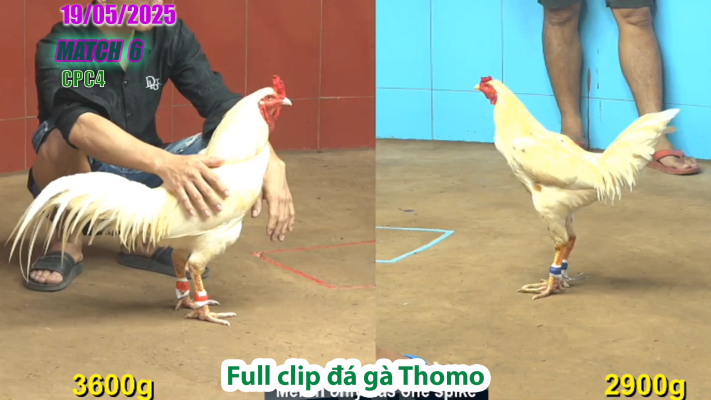 CPC4-TRẬN 6 | đá gà Thomo | 19/05/2025