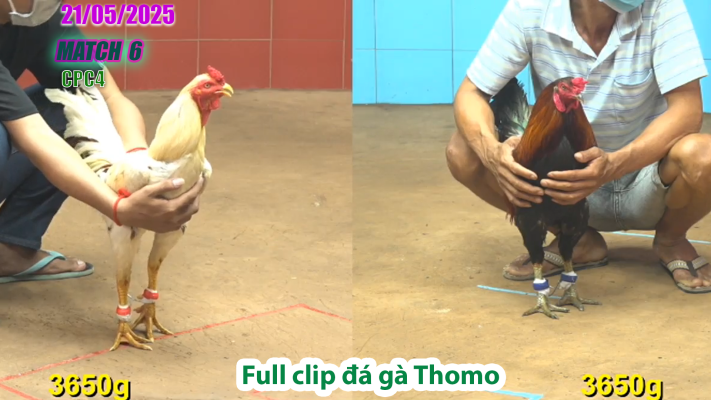 CPC4-TRẬN 6 | đá gà Thomo | 21/05/2025