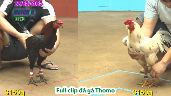 CPC4-TRẬN 6 | đá gà Thomo | 22/05/2025