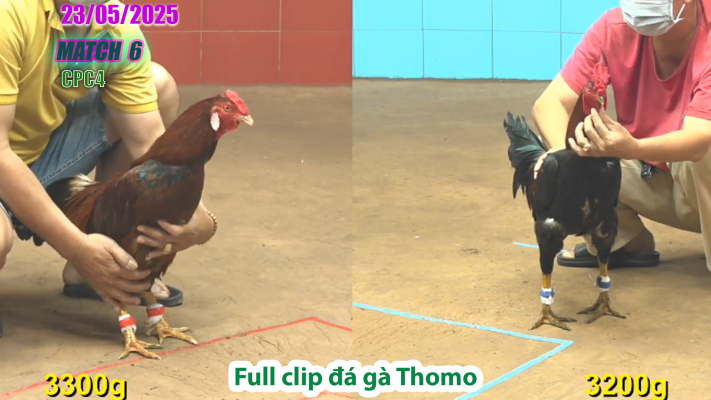 CPC4-TRẬN 6 | đá gà Thomo | 23/05/2025