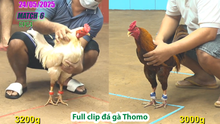 CPC4-TRẬN 6 | đá gà Thomo | 24/05/2025