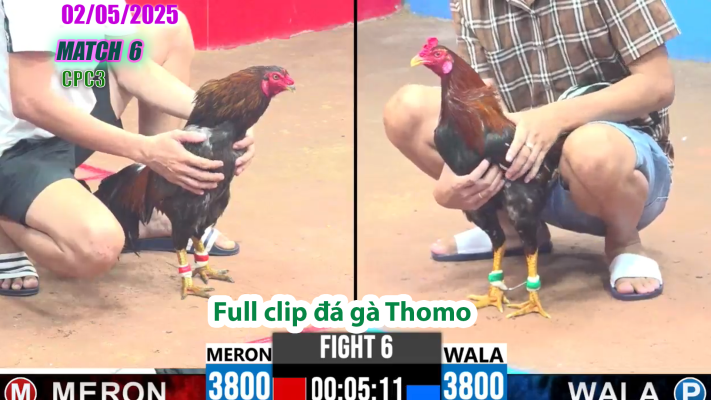 CPC3-TRẬN 6 | đá gà Thomo | 02/05/2025