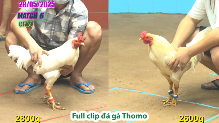 CPC4-TRẬN 6 | đá gà Thomo | 28/05/2025