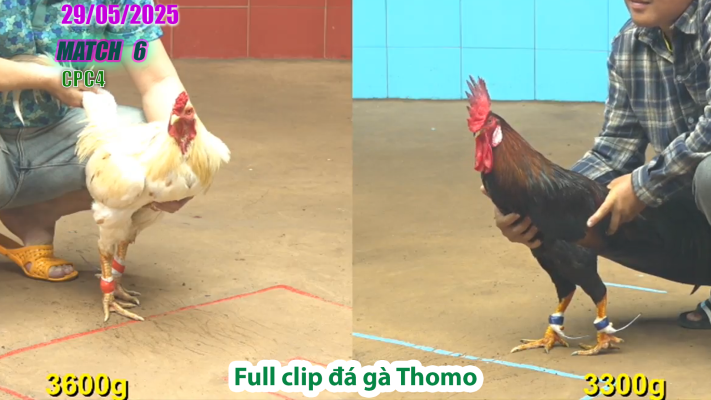 CPC4-TRẬN 6 | đá gà Thomo | 29/05/2025