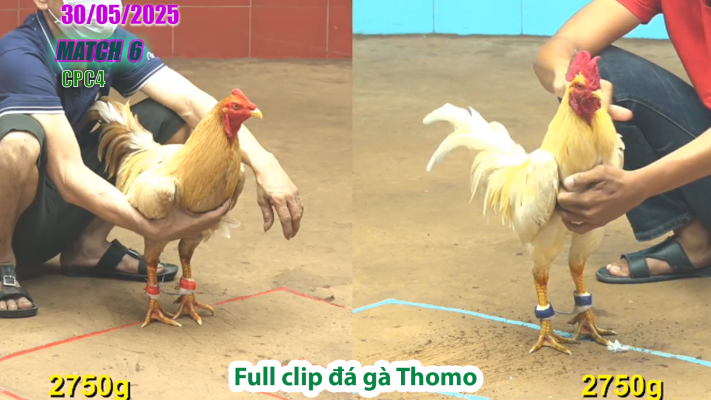 CPC4-TRẬN 6 | đá gà Thomo | 30/05/2025