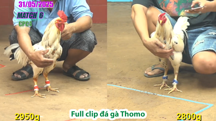 CPC4-TRẬN 6 | đá gà Thomo | 31/05/2025