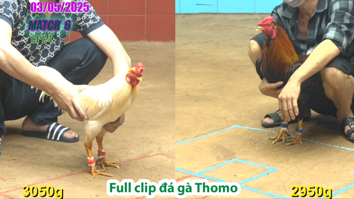 CPC4-TRẬN 6 | đá gà Thomo | 03/05/2025