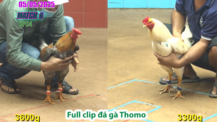 CPC4-TRẬN 6 | đá gà Thomo | 05/05/2025