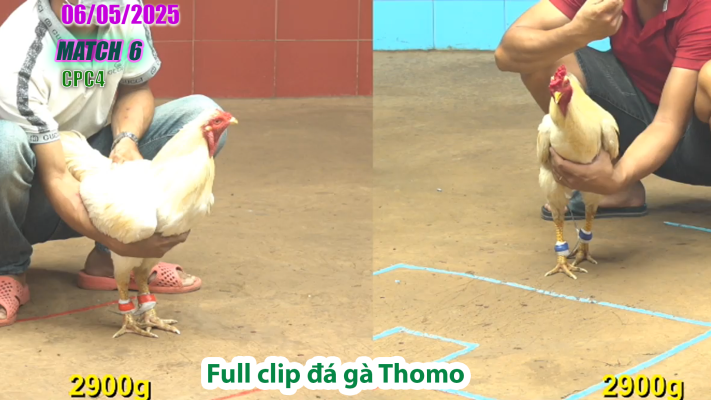 CPC4-TRẬN 6 | đá gà Thomo | 06/05/2025