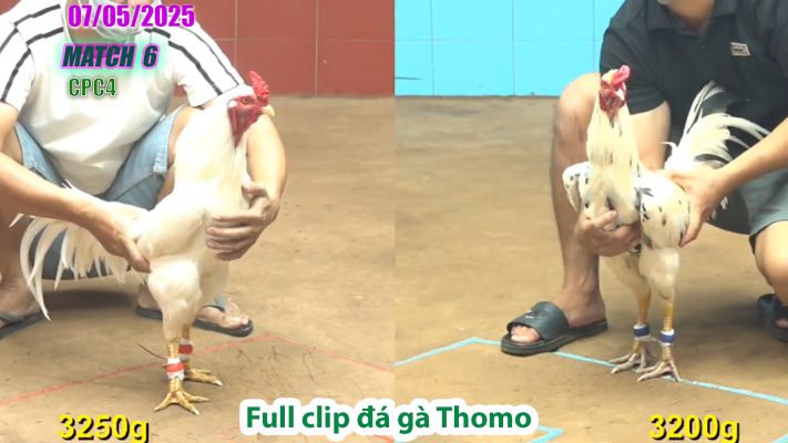 CPC4-TRẬN 6 | đá gà Thomo | 07/05/2025
