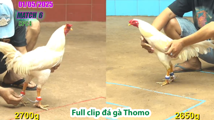 CPC4-TRẬN 6 | đá gà Thomo | 01/05/2025