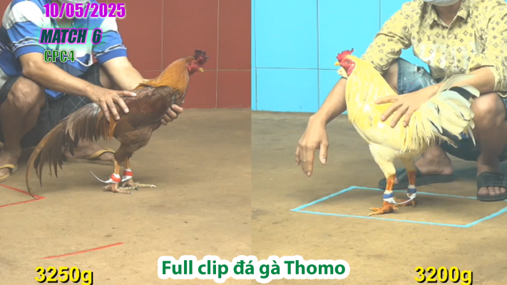 CPC4-TRẬN 6 | đá gà Thomo | 10/05/2025