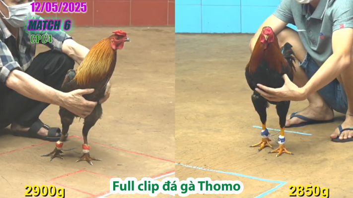 CPC4-TRẬN 6 | đá gà Thomo | 12/05/2025