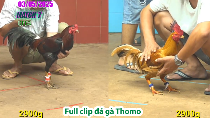 CPC4-TRẬN 7 | đá gà Thomo | 03/05/2025