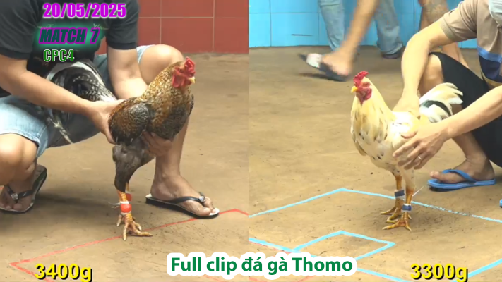 CPC4-TRẬN 7 | đá gà Thomo | 20/05/2025
