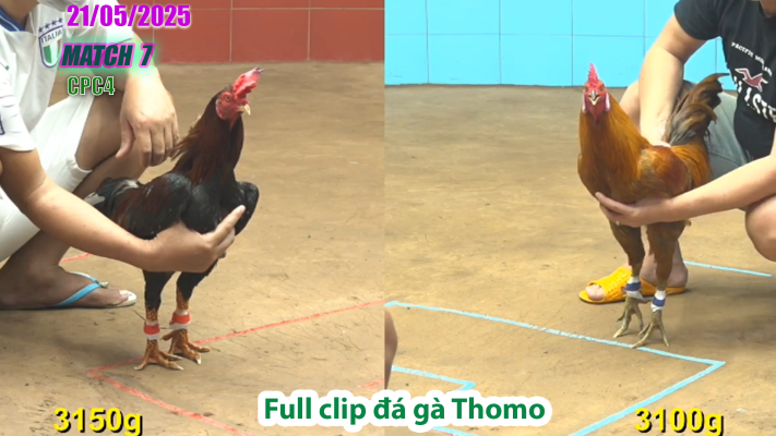 CPC4-TRẬN 7 | đá gà Thomo | 21/05/2025