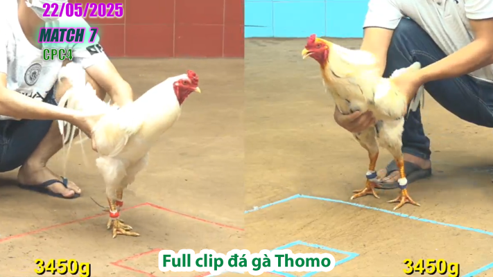 CPC4-TRẬN 7 | đá gà Thomo | 22/05/2025