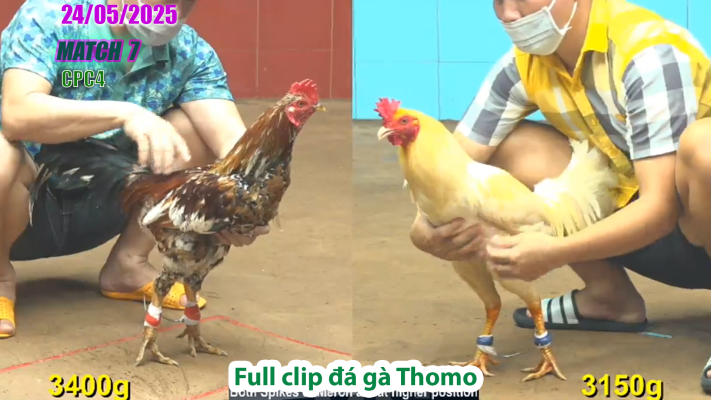 CPC4-TRẬN 7 | đá gà Thomo | 24/05/2025