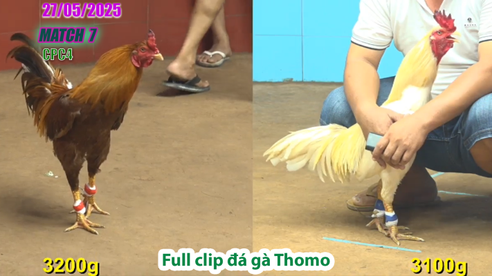 CPC4-TRẬN 7 | đá gà Thomo | 27/05/2025