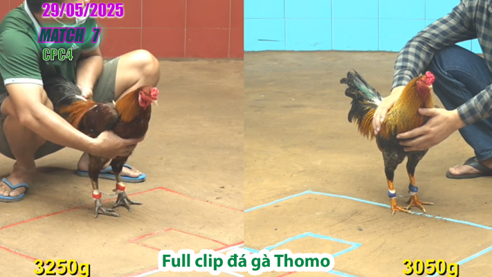 CPC4-TRẬN 7 | đá gà Thomo | 29/05/2025