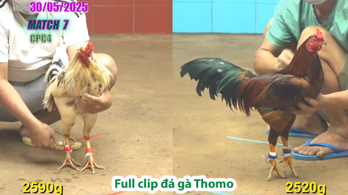 CPC4-TRẬN 7 | đá gà Thomo | 30/05/2025
