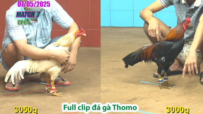 CPC4-TRẬN 7 | đá gà Thomo | 07/05/2025