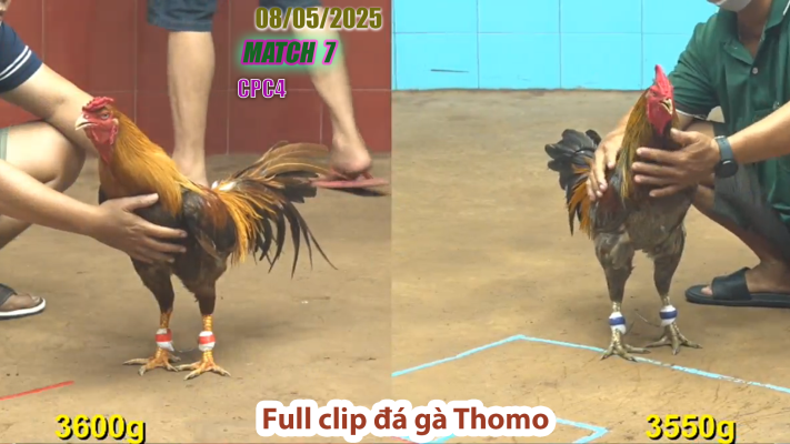 CPC4-TRẬN 7 | đá gà Thomo | 08/05/2025